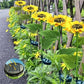 🌻SCONTO 50% ORA! Luci Solari a Girasole per Giardino – Fiore Solare Realistico IP65 Resistente alle Intemperie, Lampada Decorativa da Esterno per Cortile, Vialetto, Patio e Decorazione Giardino