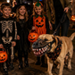 🎃50% DI SCONTO ORA! 🐶Museruola Halloween Realistica per Cani – Spaventosi Denti Insanguinati, Costume da Cane, Museruola Regolabile Divertente per Feste in Costume di Halloween
